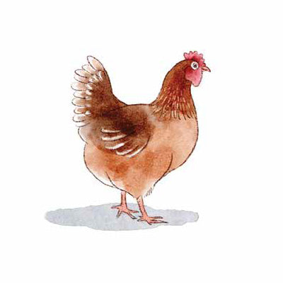Illustration from A Dash of Adventure Children's Book featuring a chicken